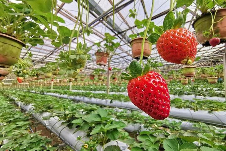Cameron Kea Farm Hotel Brincsang Kültér fotó